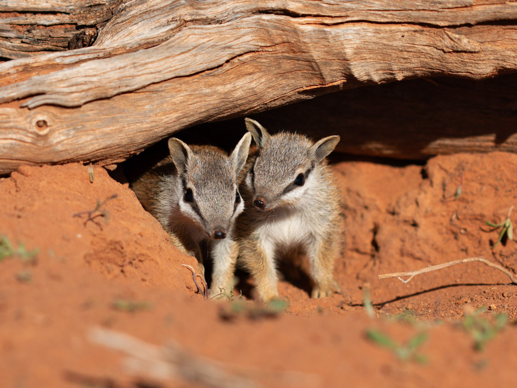Australian Wildlife Conservancy