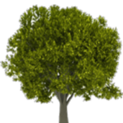 Ironwood Capital