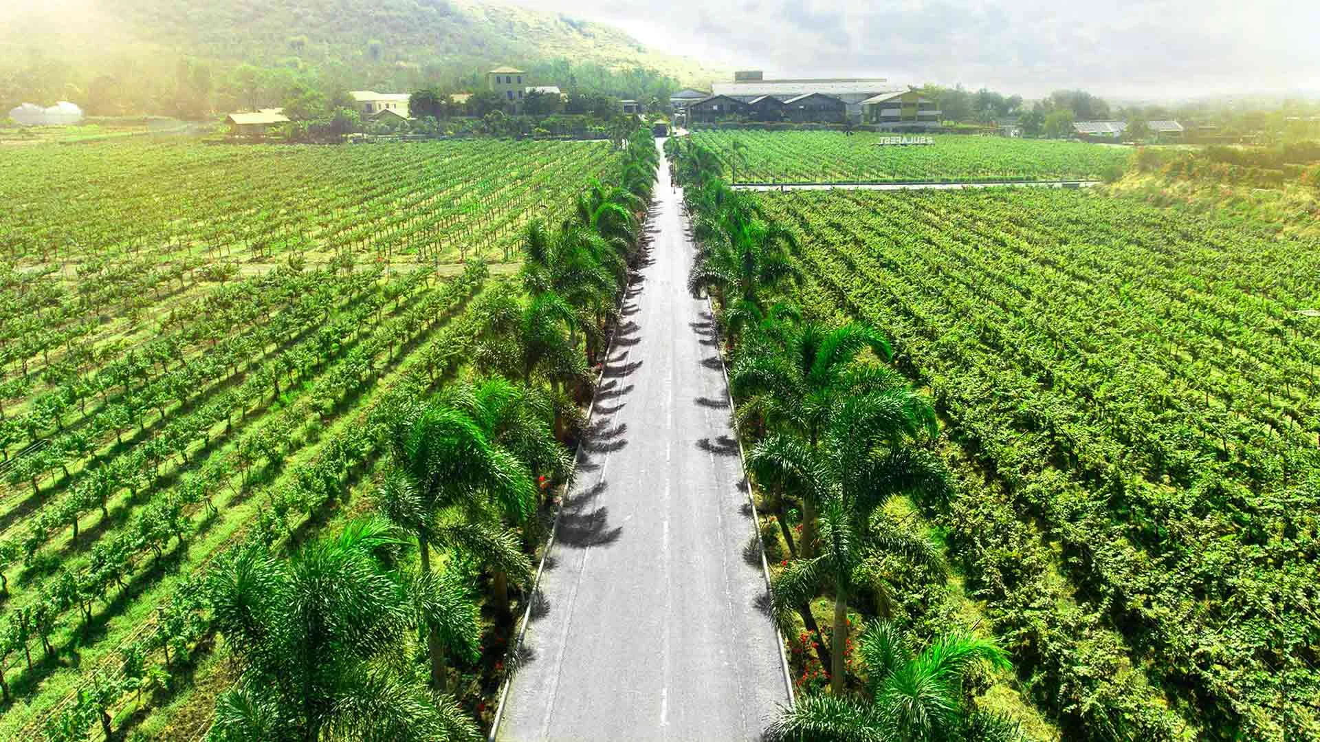 Sula Vineyards