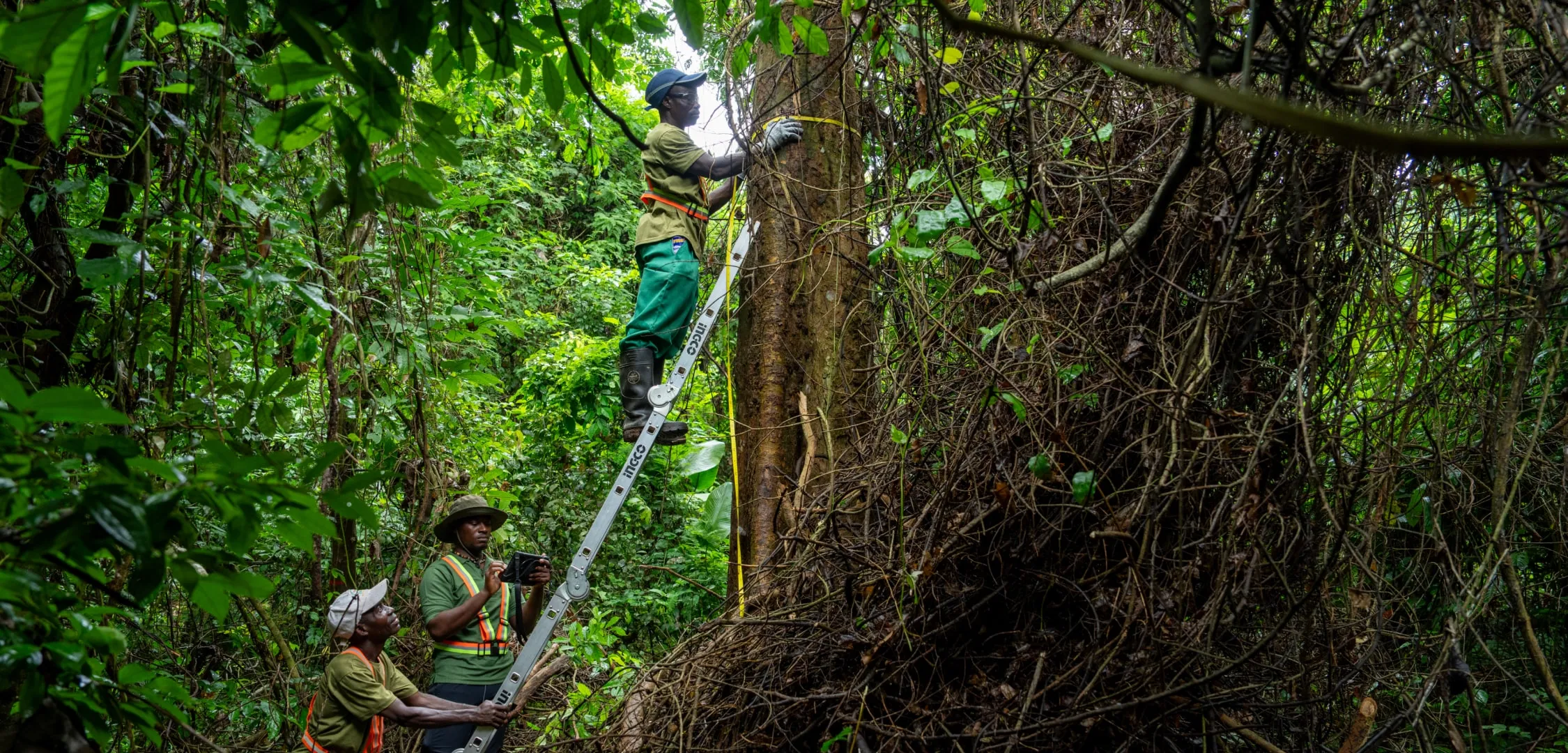Rainforest Builder